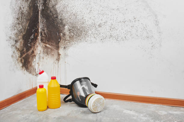  Lexington, OK Mold Removal Pros