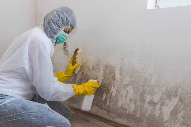 Office Mold Removal Services in Lexington, OK