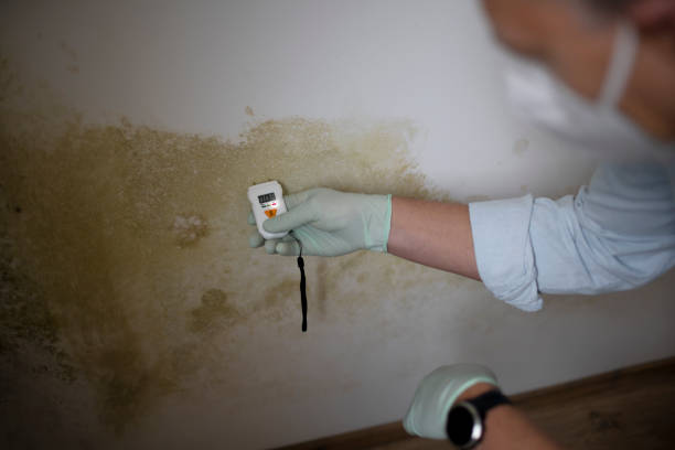 Best Professional Mold Removal  in Lexington, OK