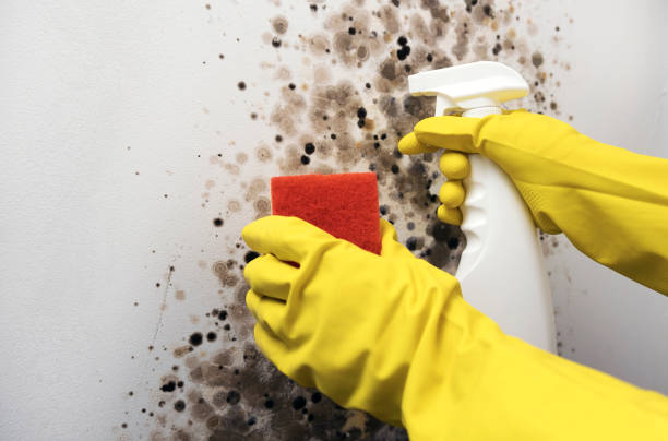 Trusted Lexington, OK Mold Removal Experts